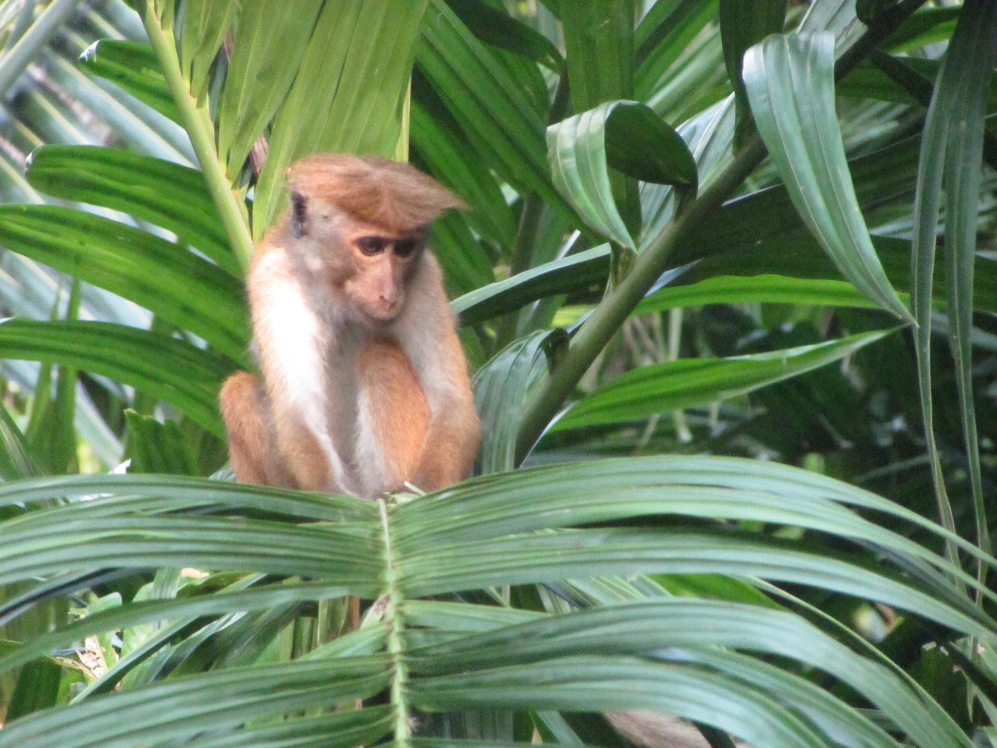 Jungle Guest ,Mirissa Hotel Buitenkant foto